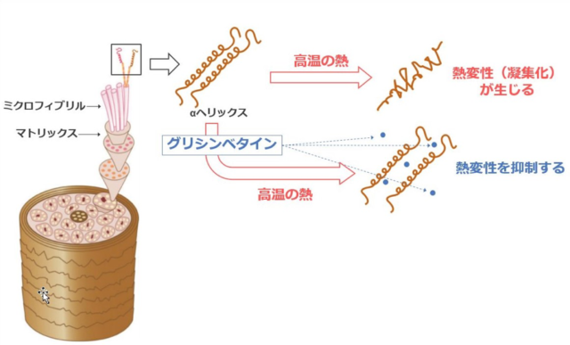 研究レポート ヘアアイロンなどの高温の熱から毛髪を守る物質を発見 News 株式会社アリミノ