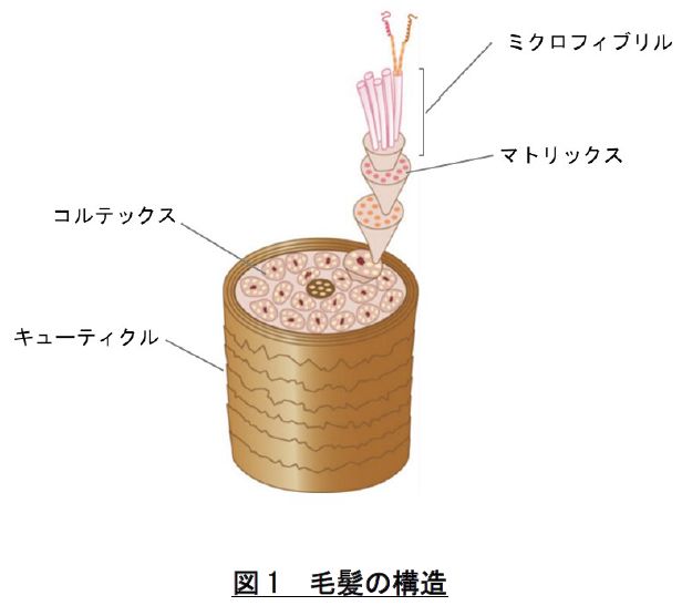 毛髪の結晶構造の 修復 方法を解明 Development 株式会社アリミノ